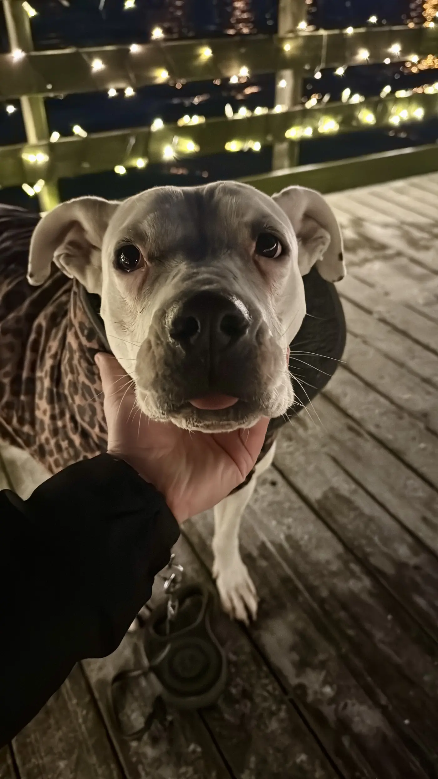 Cățel drăgălaș VET STUFF