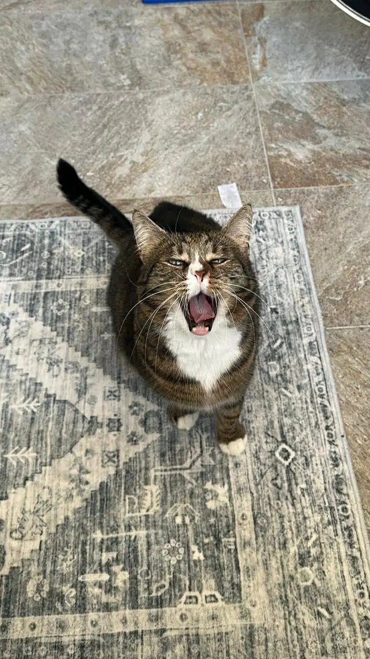 Pisică la tratament VET STUFF